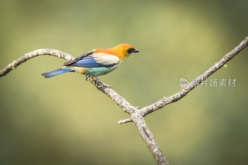 栗色背唐纳雀(Tangara preciosa)